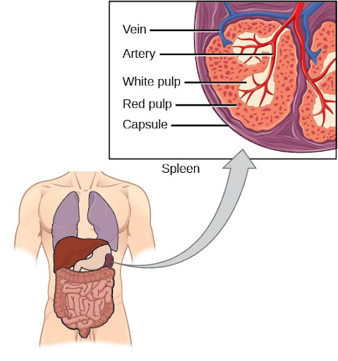 <ul><li><p>white pulp of the spleen</p><ul><li><p>this is where lymphocytes are concentrated and the immune functions take place in the spleen</p></li></ul></li></ul><p></p>