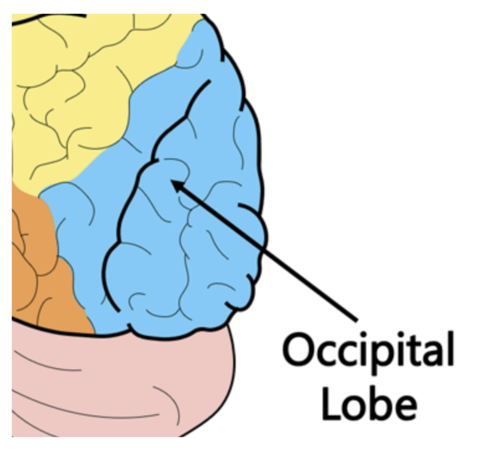 <p><span style="background-color: transparent;"><span>The lobe that interprets visual information from outside the body</span></span></p>