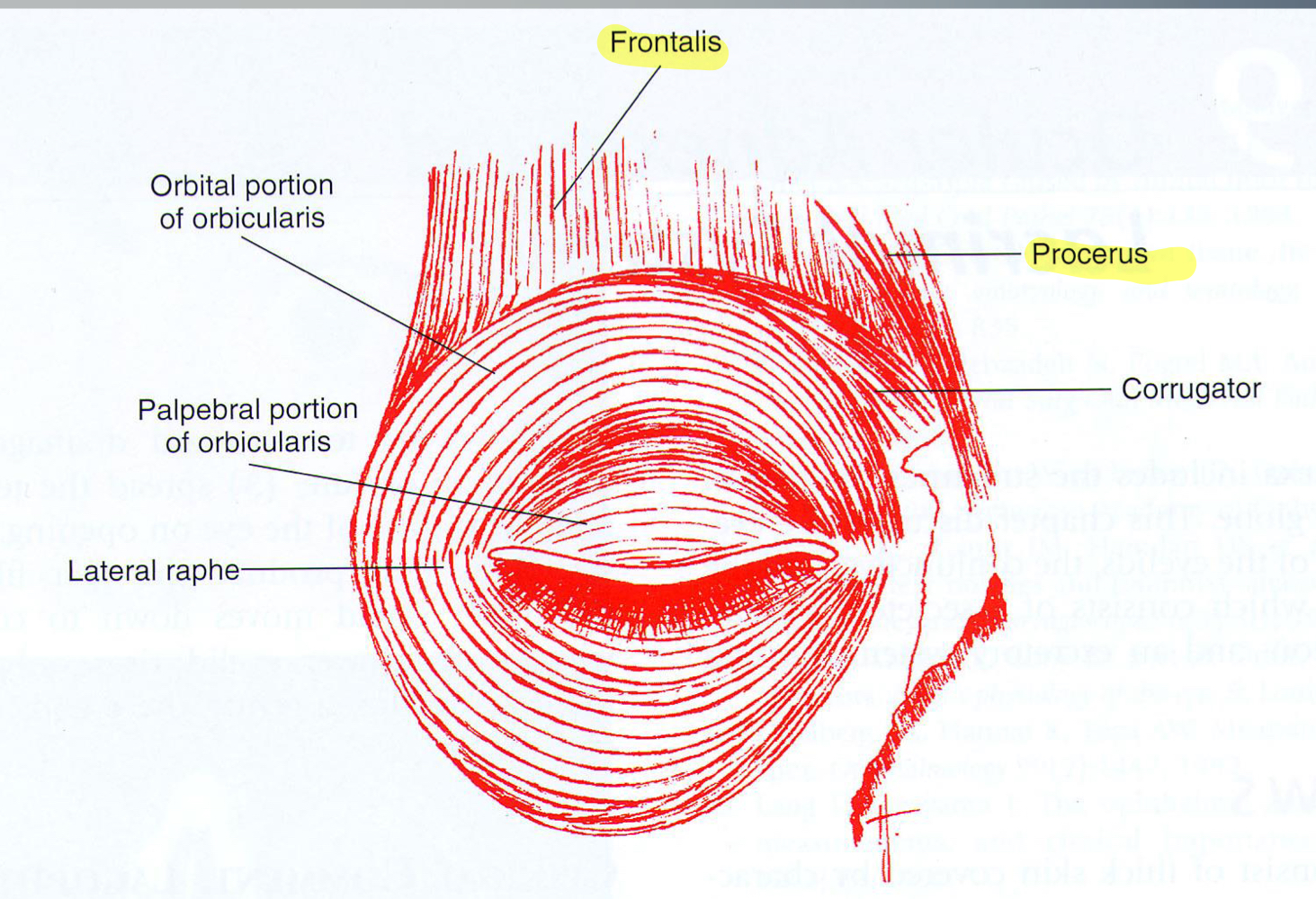 What muscle is known as the surprise muscle?