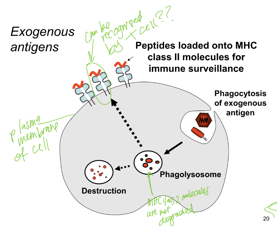 <p>how does MHC2 molecules detect and respond to exogenous threats?</p>