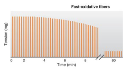 <ul><li><p>fast myosin ATPase</p></li><li><p>moderate amount of tension (moderate force)</p></li><li><p>moderately likely to fatigue</p></li></ul><p></p>