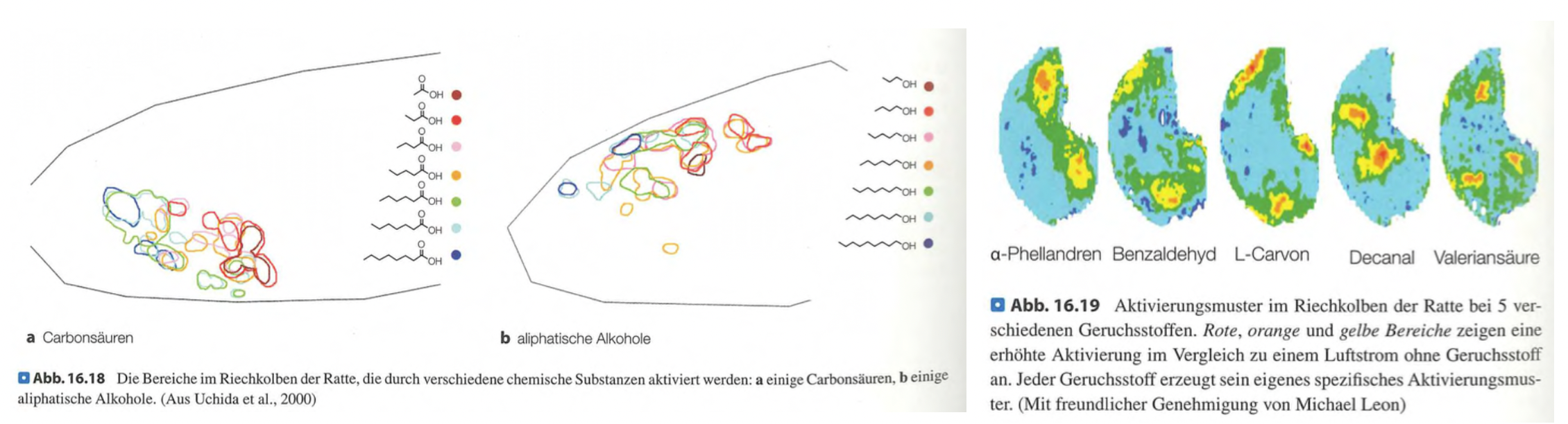 <p class=""><span data-name="brain" data-type="emoji">🧠</span><strong> Kurzfassung:</strong><br>Geruchsreize aktivieren spezifische Glomeruli im Riechkolben, die je nach chemischer Struktur des Moleküls ein <strong>räumliches Aktivierungsmuster</strong> erzeugen. Diese <strong>chemotopischen Karten</strong> sind der erste Schritt in der Verarbeitung, aber die bewusste Geruchswahrnehmung entsteht erst im <strong>olfaktorischen Kortex</strong>.</p><div data-type="horizontalRule"><hr></div><p class=""><span data-name="clipboard" data-type="emoji">📋</span><strong> Langfassung:</strong></p><ul><li><p class=""><strong>Signalweiterleitung:</strong></p><ul><li><p class=""><strong>Riechsinneszellen eines Typs</strong> → senden Signale an <strong>ein bis zwei Glomeruli</strong> im <strong>Bulbus olfactorius (Riechkolben)</strong>.</p></li><li><p class="">Die Glomeruli dienen als <strong>Sammelstellen</strong> für gleichartige Signale.</p></li></ul></li></ul><p class=""></p><ul><li><p class=""><strong>Mustererkennung im Riechkolben:</strong></p><ul><li><p class=""><strong>Jeder Geruch</strong> erzeugt ein spezifisches <strong>Aktivierungsmuster im Riechkolben</strong>, abhängig von chemischen Eigenschaften (z. B. <strong>Kettenlänge</strong>, <strong>Funktionalität</strong>).</p></li><li><p class="">Diese Anordnung ergibt eine <strong>chemotopische Karte</strong>, vergleichbar mit:</p><ul><li><p class=""><strong>Retinotopie</strong> (Sehen)</p></li><li><p class=""><strong>Tonotopie</strong> (Hören)</p></li><li><p class=""><strong>Somatotopie</strong> (Tastsinn)</p></li></ul></li></ul></li></ul><p class=""></p><ul><li><p class=""><strong>Begrenzte Rolle des Riechkolbens:</strong></p><ul><li><p class="">Der Riechkolben führt eine <strong>grobe Sortierung</strong> durch.</p></li><li><p class="">Die <strong>bewusste Geruchswahrnehmung</strong> entsteht erst in den <strong>weiterverarbeitenden Arealen</strong>, v. a. im <strong>olfaktorischen Kortex</strong> (z. B. piriformer Kortex), wo das <strong>synthetische Zusammenfügen der Einzelreize</strong> erfolgt.</p></li></ul></li></ul><p></p>