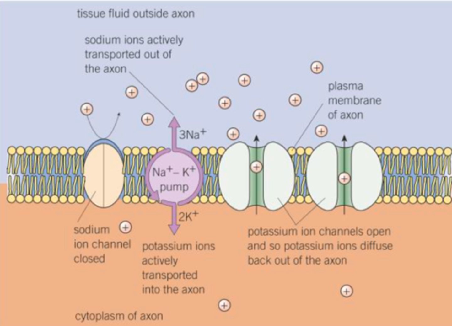 <p>- 3 Na+ ions actively transported out of axon</p><p>- 2K+ ions are actively transported into axon</p><p>- Via Na-K pump</p><p>- Some K+ diffuses out down the electrochemical gradient (membrane is more permeable to K+)</p><p>- Na+ channel is closed</p>