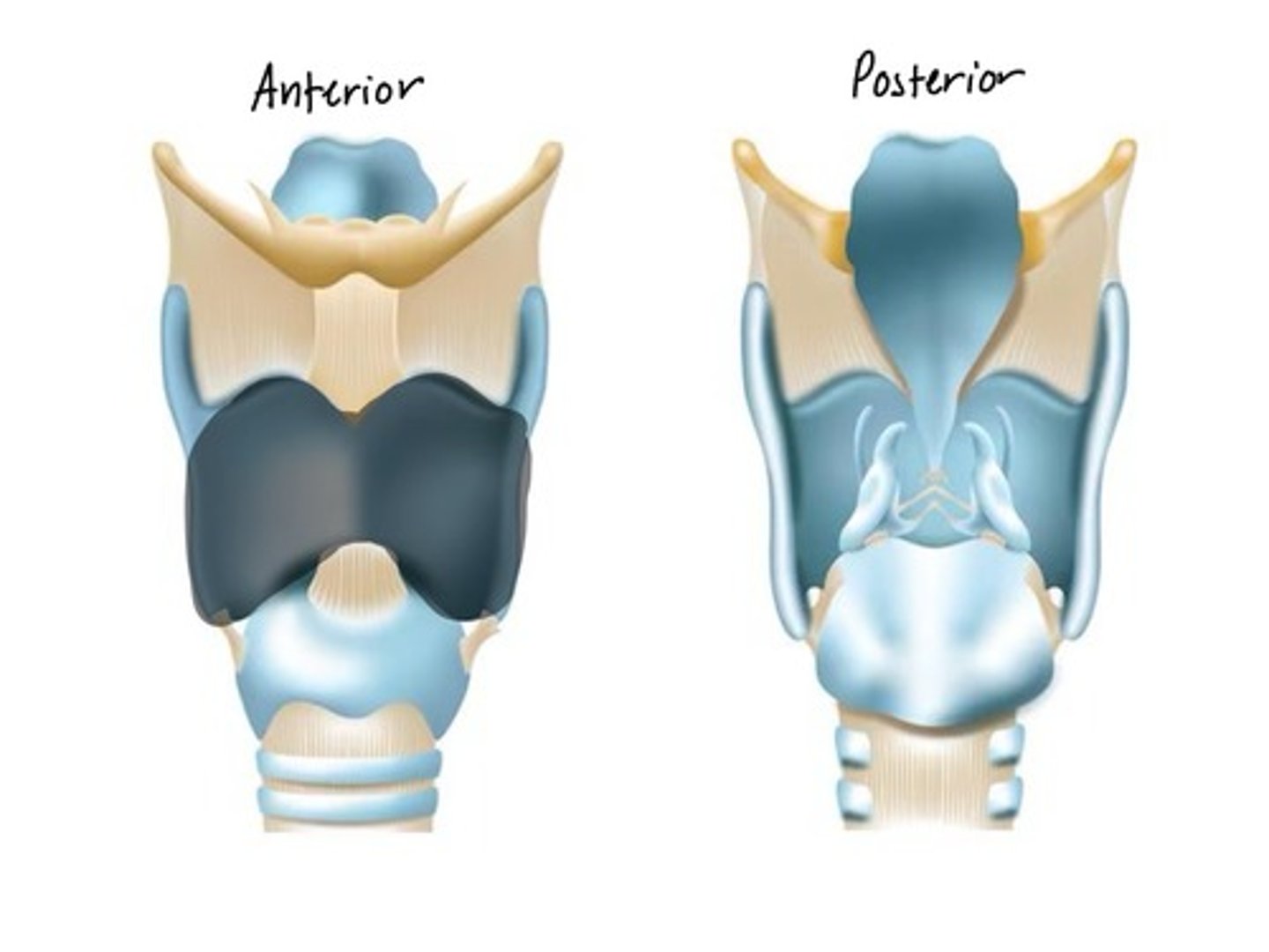 <p>Anterior cartilage at the top of the larynx</p>
