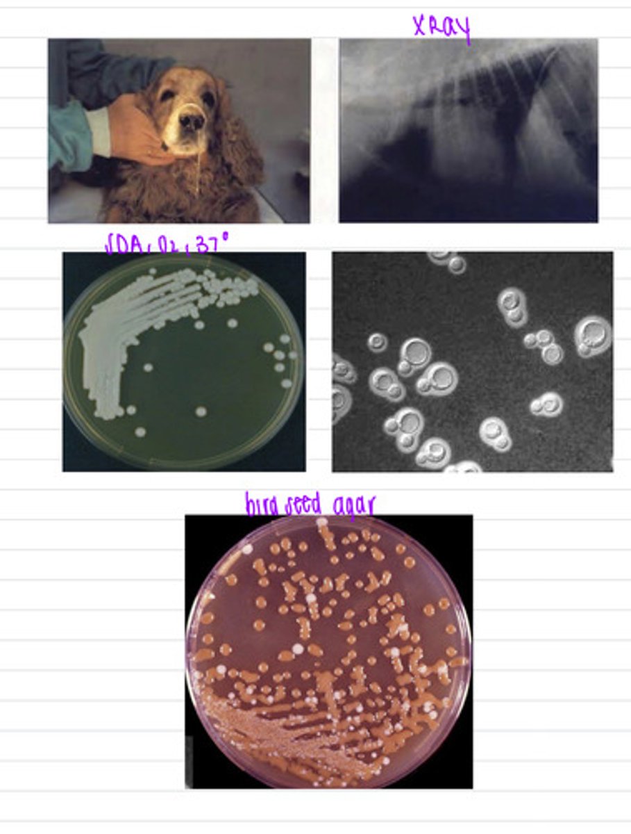 <p>this dog has neural and ocular signs and DIC. we isolate a sample at 37 degrees on SDA, and also on bird seed agar and take an Xray. these are the results.</p><p>what specimen should we take?</p><p>what is the diagnosis?</p>