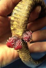 <p>What are these structures on a male snake called?</p>
