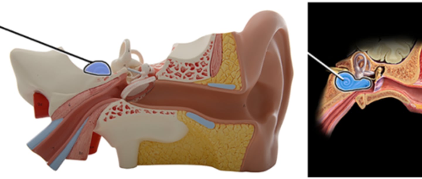 <p>a. Cochlea</p><p>b. Stapes</p><p>c. Semicircular ducts</p><p>d. Vestibule</p><p>e. Incus</p><p>f. Malleus</p>