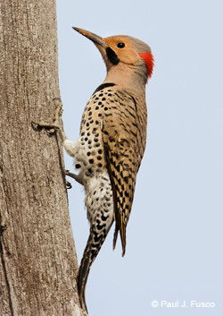 <p>Order: Piciformes Family: Picidae</p>