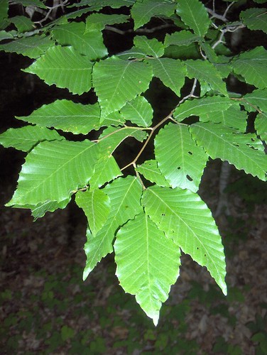 <p>(Fagus grandifolia)</p>