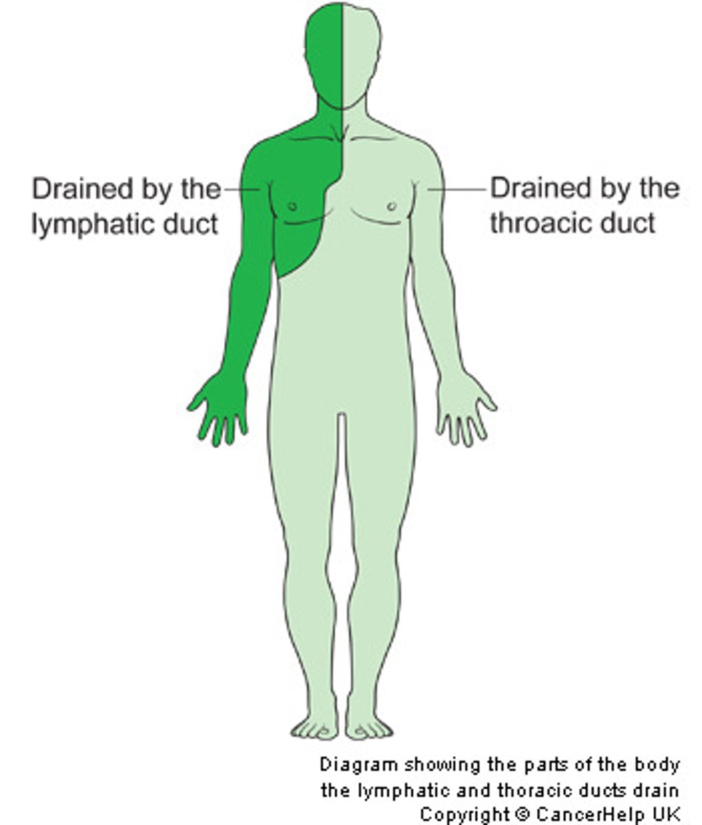 <p>collects lymph form the left sid eof the body and lower limbs, drain into the L subclavain vein then into RA (3/4)</p>