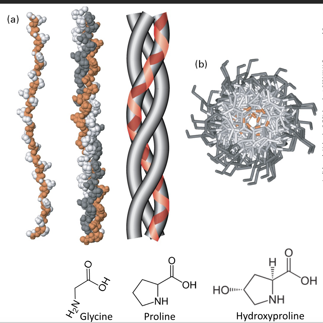 <p>What is Collagen?</p>