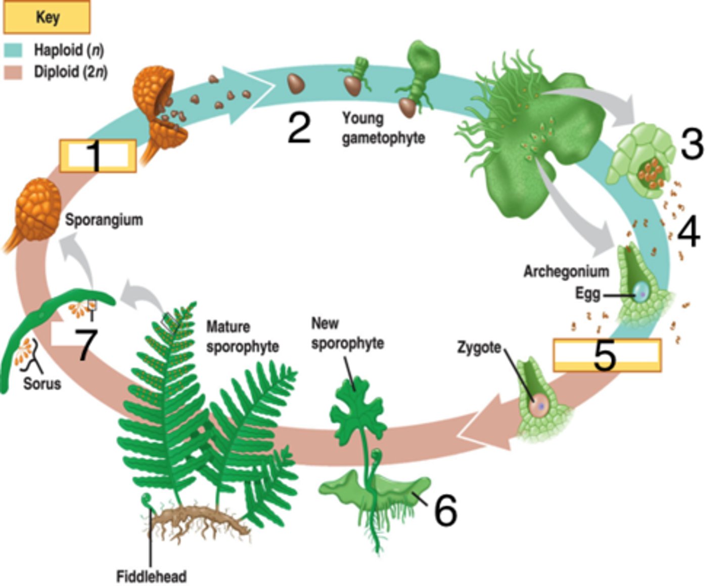 <p>1). Zygote develops into leafy fern plant. </p><p>2) the sporophyte. 3</p><p>) Spores are released from spore cases and grow into tiny, heart-shaped gametophytes. Each gametophyte has both male and female structures. </p><p>4) Sperm swim to another gametophyte to fertilize eggs.</p>