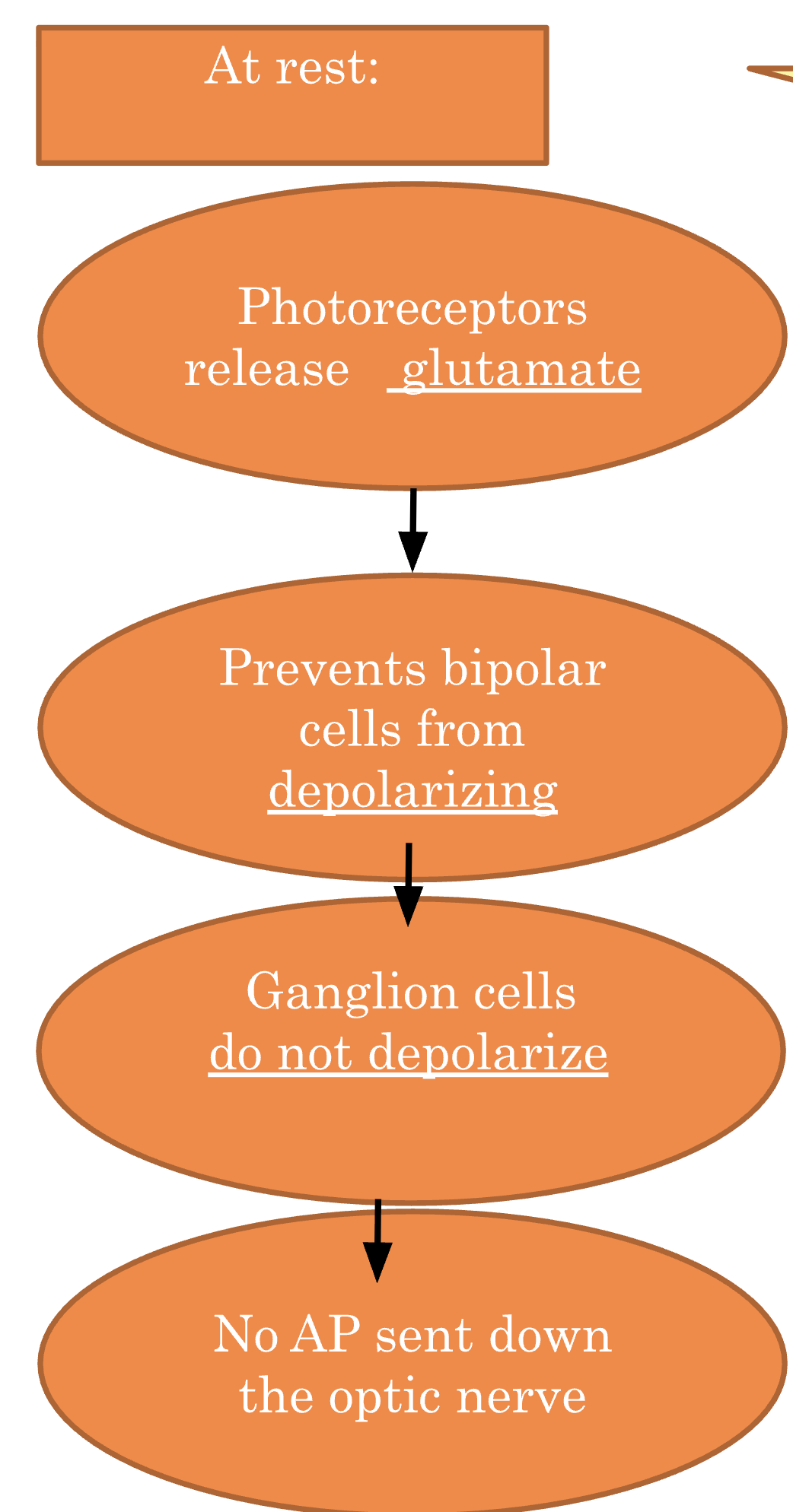 <p>Photoreceptors are depolarized and continuously release glutamate. Glutamate hyperpolarizes bipolar cells, which prevents the depolarization of retinal ganglion cells, meaning <strong>no AP is sent</strong>.</p>