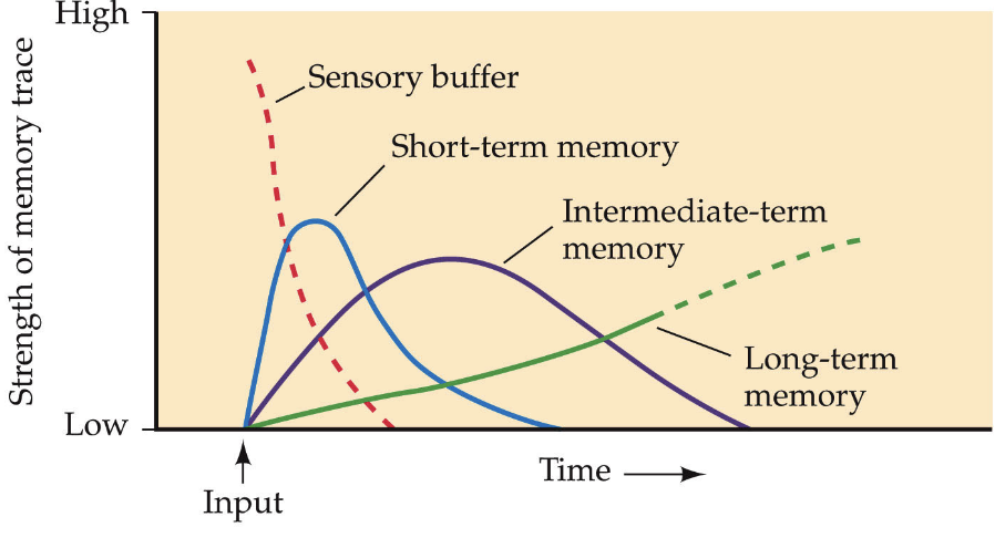 <p>Sensory, STM, ITM, LTM </p>