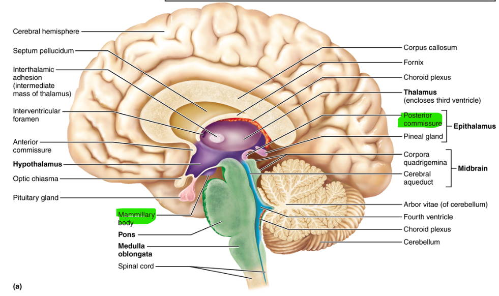 <p>Corpus mammilare</p><p>Commisura posterior</p>