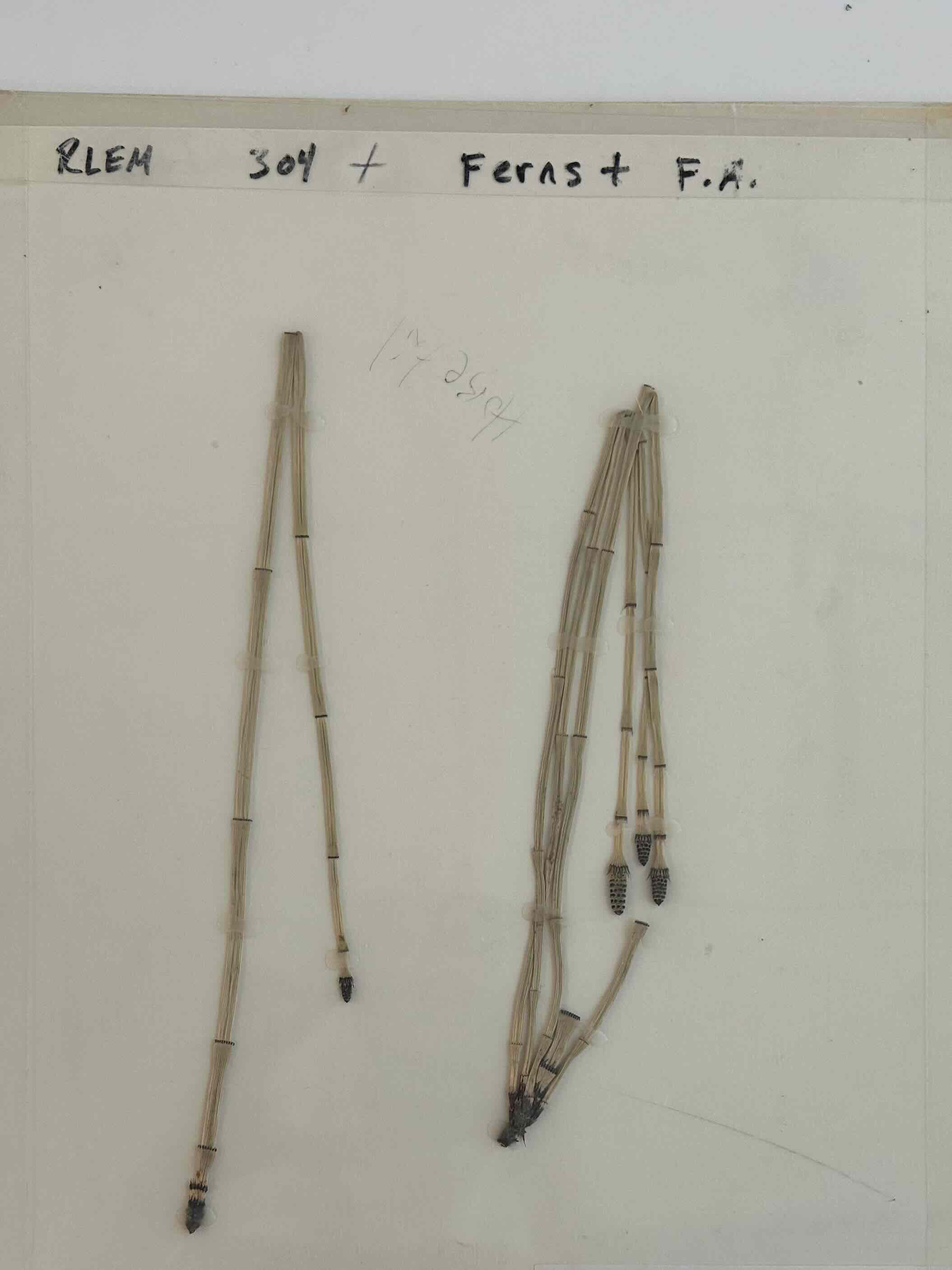 <p>Scouring rush</p>