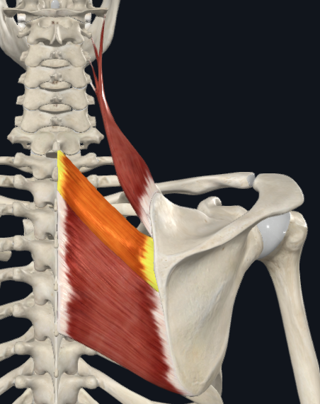 <p>Rhomboid minor</p>