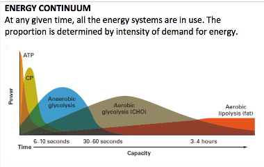 <p><span>different energy systems dominate at different times and are dependent on different demands</span></p>