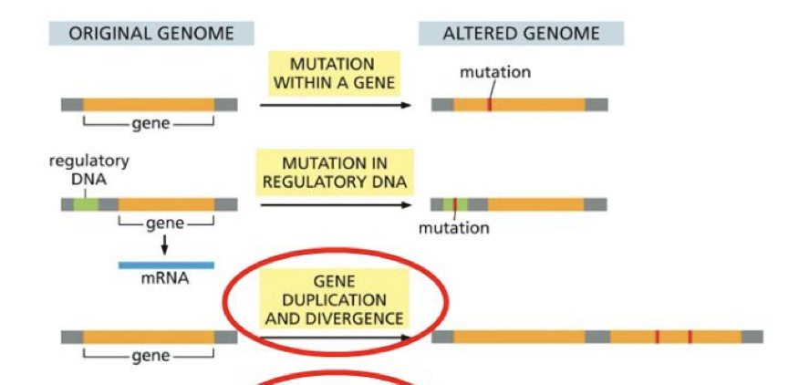 <ol><li><p>mutation in a gene</p></li><li><p>mutation in regulatory dna </p></li><li><p>gene duplication and divergence </p></li></ol><p></p>