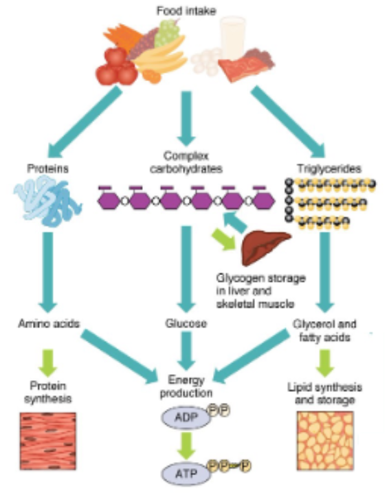 <p>animals: digest food first</p><p>plants: create food in simple form (glucose) - no need for digestion</p><p>energy extracted form food molecules through cellular respiration (occurs in mitochondria)</p>