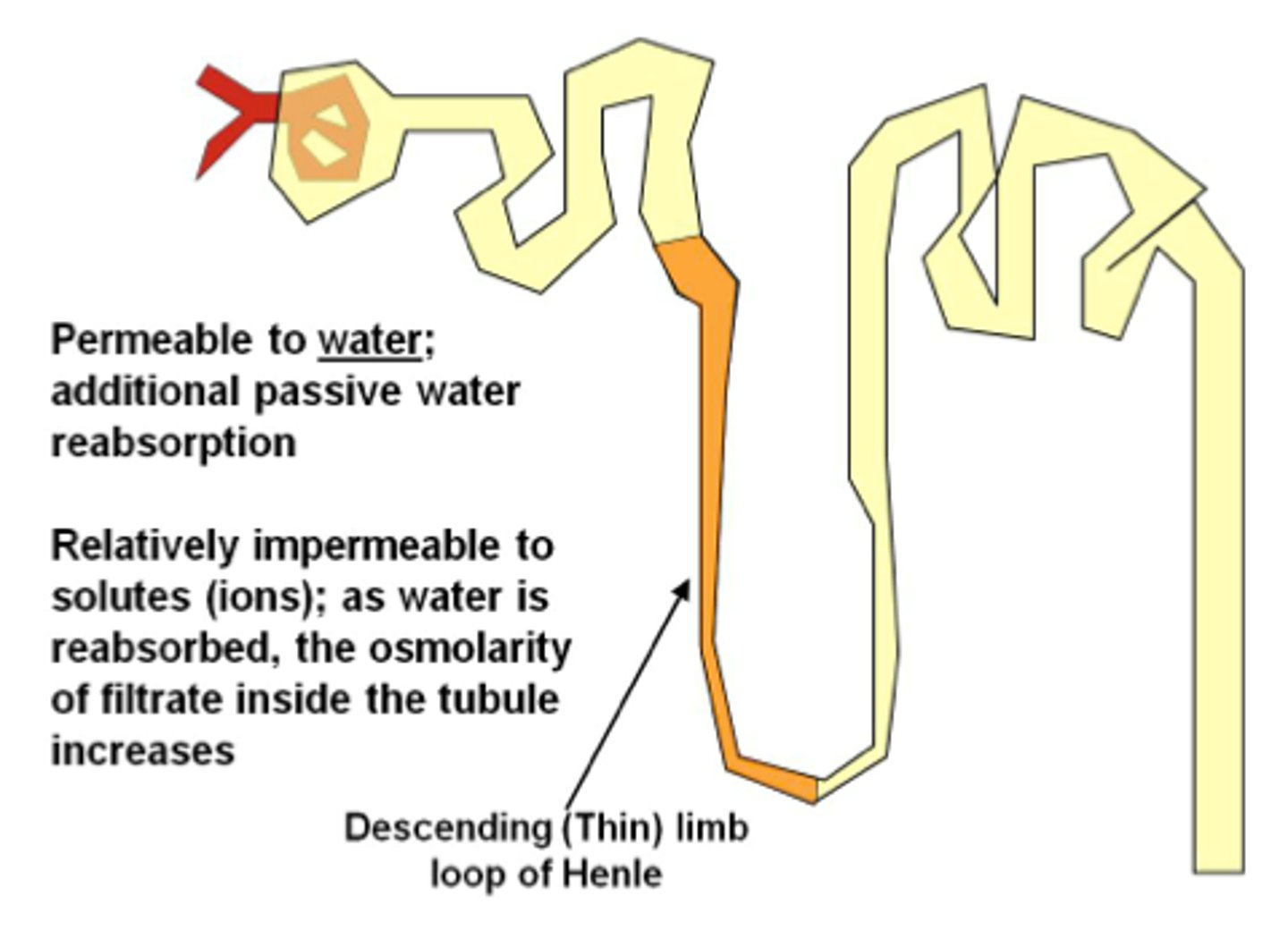 <p>descends into the medulla, THIN, alternates between thick and thin segments</p><p>🌟 Permeable to water</p><p>- simple squamous epithelium</p>