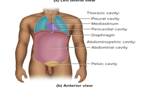 <p>a <strong>partition</strong> that divides the thoracic cavity into <strong>right and left</strong> portions</p><p>contains the <span><strong>esophagus, trachea, heart and major blood vessels</strong></span></p>