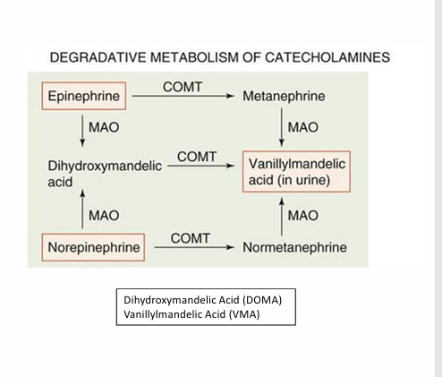 <ul><li><p>enzymes present in the liver are responsible for this catecholamine process</p><ul><li><p><strong>Catechol-O-methyltransferase (COMT): </strong>COMT makes d<strong>ihydroxy mandelic</strong> acid into <strong>vanillylmandelic</strong> acid,<strong> norepinephrine to normetanephrine, and epinephrine to metanephrine.</strong></p></li><li><p><strong>Monoamine Oxidase (MOA): MOA takes catecholamines(Norepi and epi) </strong>and converts them to <strong>dihydroxy mandelic acid</strong></p></li></ul></li></ul><p></p>