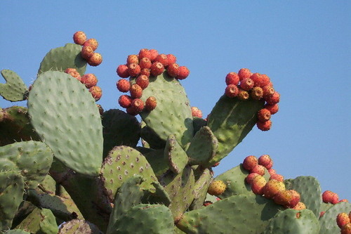 Family CACTACEAE
Common prickly pear