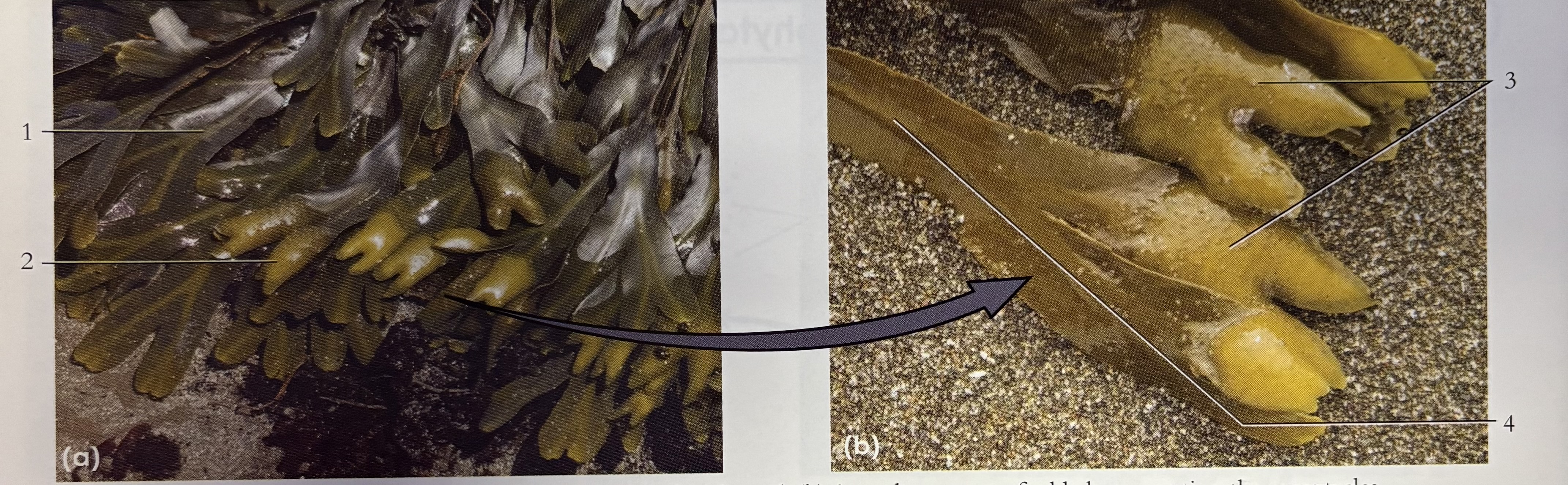 <p>What phylum and what is 3 *</p>