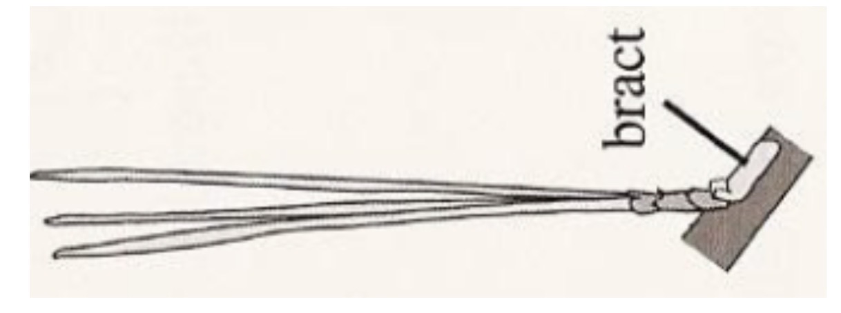 <p>Type of Aboveground Stem Modification</p>