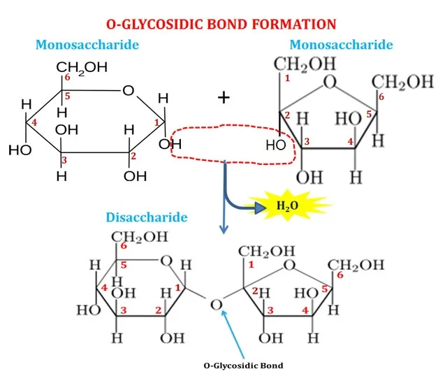 <ul><li><p>glycosidic bond formed</p></li><li><p>condensation reaction</p></li><li><p>opposite is hydrolysis</p></li></ul><p></p>