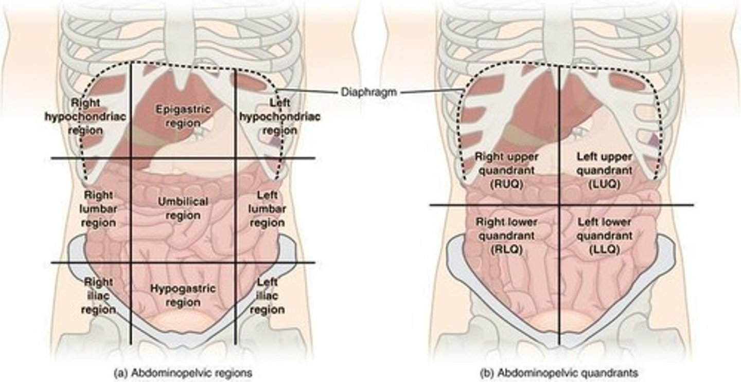 <p>Subdivision of the abdomen for pathology identification.</p>