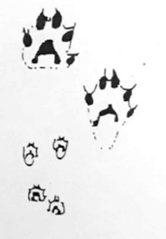 <p>What footprint is this?</p>