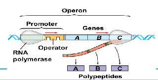 <p>entire stretch of DNA including the operator, the promoter, and the genes that they control</p>