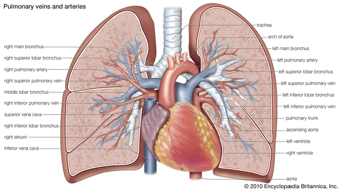 <p>What 2 organs do the pulmonary arteries and pulmonary veins connect?</p>