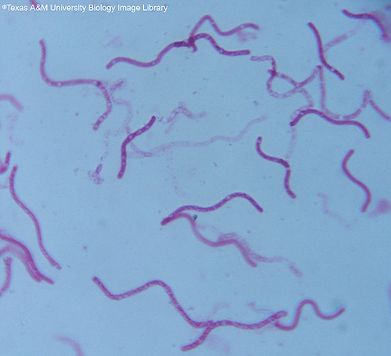 <p>DNA shaped bacteria</p>