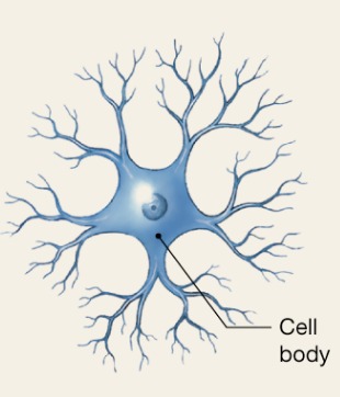 <p>All cell processes look alike</p>