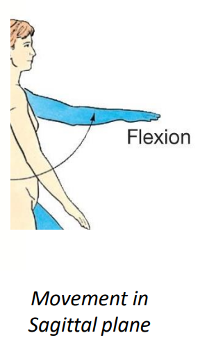 <p>Deltoid - anterior fibres (flexion)</p>