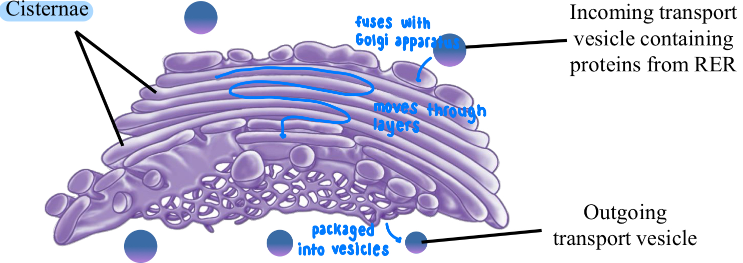 <ul><li><p>post-translational modification, sorting + packaging of proteins made in RER</p></li><li><p>process</p><ul><li><p>transport vesicle containing proteins from RER fuses with Golgi apparatus</p></li><li><p>proteins move through cisternae (flattened, slightly-curved membrane bound sacs stacked in layers)</p></li><li><p>proteins are packaged into outgoing transport vesicles + may be:</p><ul><li><p>secreted from cell</p></li><li><p>become integral membrane proteins or proteins of lysosomes, ER or Golgi</p></li></ul></li></ul></li></ul><p></p>