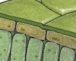 <p>dermal tissues; flat cells of epidermis; protect inner cells and generally lack chloroplasts (not active photosynthesizers)</p>
