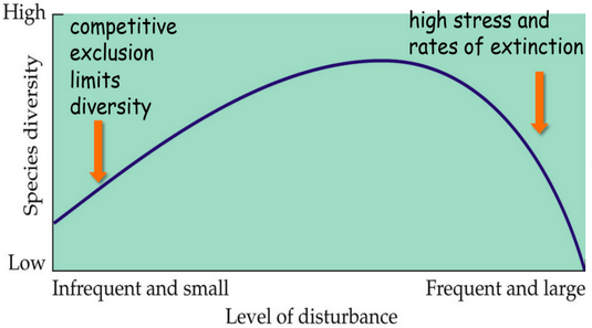 <p><span style="background-color: transparent;"><span>The hypothesis that ecosystems experiencing intermediate levels of disturbance are more diverse than those with high or low disturbance levels</span></span></p><ul><li><p><span style="background-color: transparent;"><span>Some disturbance is natural and may be necessary for diversity</span></span></p></li><li><p><span style="background-color: transparent;"><strong><span>Frequent disturbance could lead to complete loss of populations and allows fast-growing species to dominate</span></strong></span></p></li><li><p><span style="background-color: transparent;"><strong><span>Infrequent disturbance allows competitive species to dominate</span></strong></span></p></li></ul><p></p>