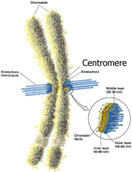 <p>the centralized region joining two chromatids</p>