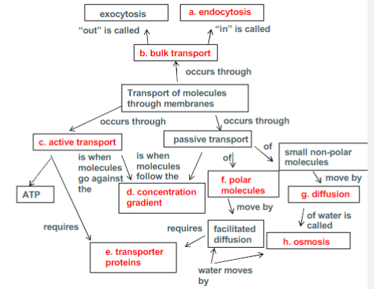 <p>Passive Transport- high to low, down the concentration gradient, no energy</p><p>Facilitated Diffusion- high to low, requires a transport protein.</p><p>Active Transport- low to high, require ATP. against the gradient</p><p>BULK TRANSPORT:</p><p>Endocytosis- the bulk of molecules into the cell, LDLS</p><p>Exocytosis- Bulk of molecules out of the cell</p><p>Phagocytosis- bacterium into the cell</p>