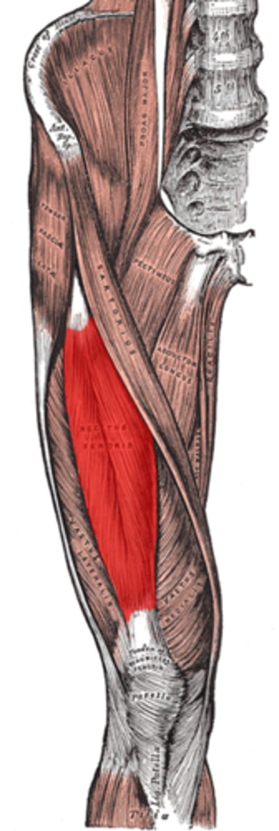 <p>Origin: AIIS</p><p>Insertion: Patellar ligament to tibial tuberosity</p>