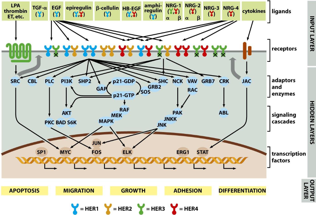 <p><span>How do cells communicate with their surroundings?</span></p>