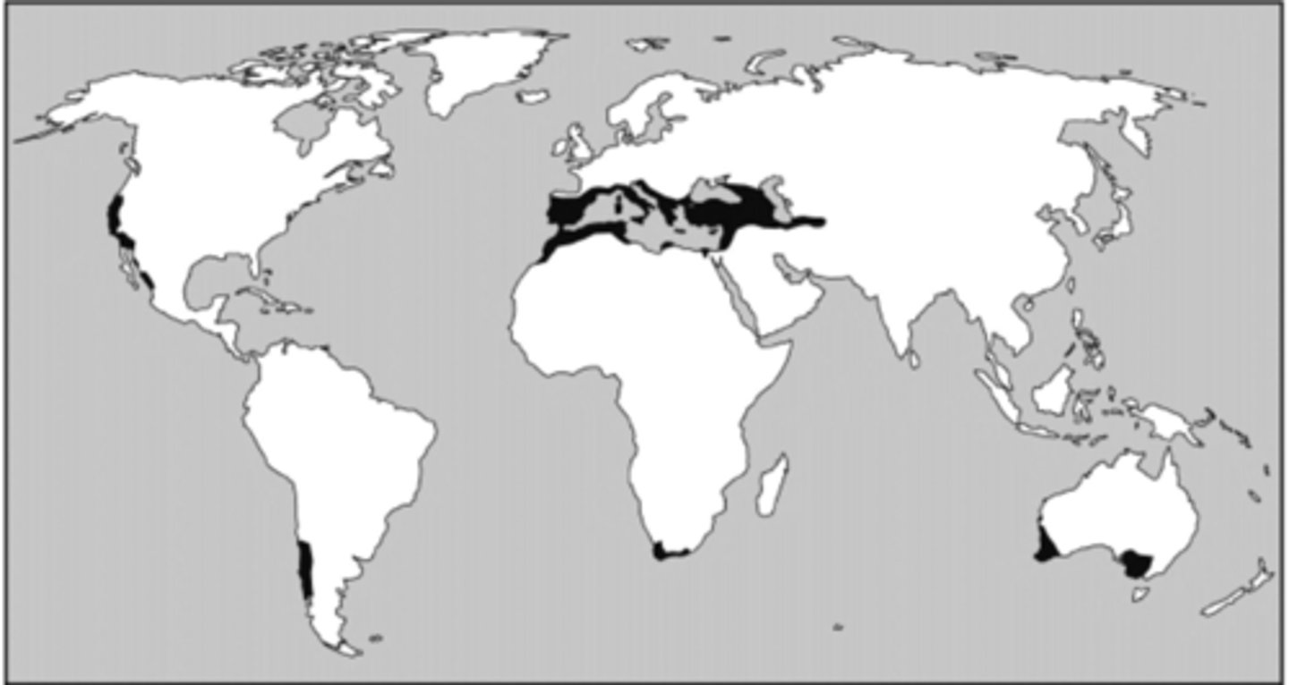 <p>Mediterranean.</p>