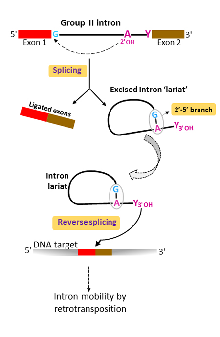 <p>removal of <strong>introns</strong>; the spliceosome recognizes and processes specific sequences at exon/intron interfaces; snRNAs, U1, and U2 base-pair with the pre-mRNA at specific sequences and guide the formation of a lariat structure (loop) which is then removed as two exons are joined</p>