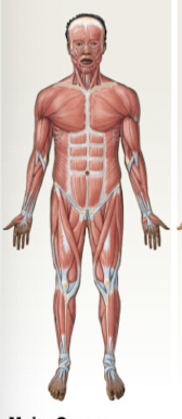 Major organs of the muscular system
