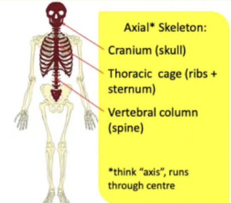 <p>Skull, ribs and sternum, vertebral column, coccyx</p>