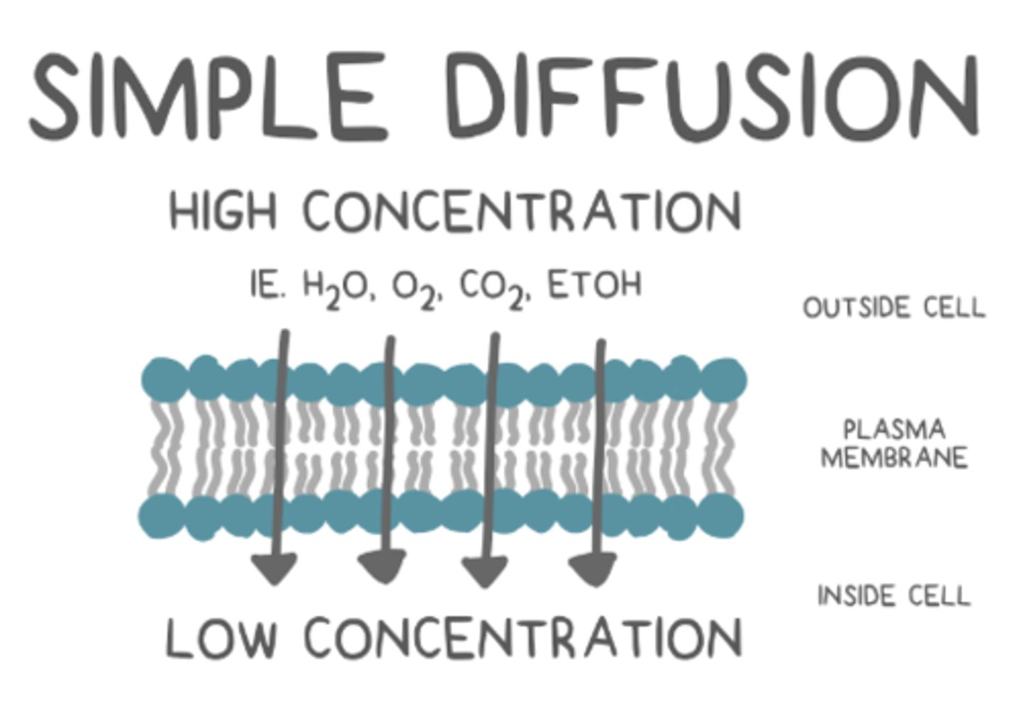<p>simple diffusion</p>